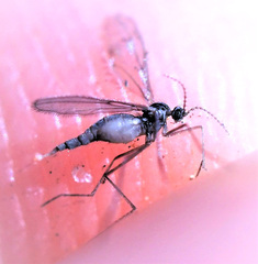 Cecidomyiinae