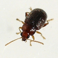 Epitrix humeralis