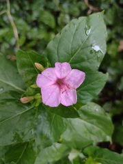 Mirabilis jalapa