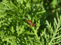 Compsocryptus calipterus