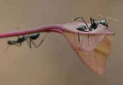 Camponotus gambeyi