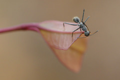 Camponotus gambeyi