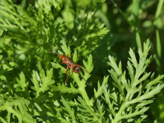 Compsocryptus calipterus