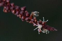 Basselinia eriostachys