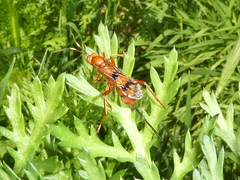 Compsocryptus calipterus