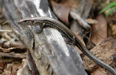 Caledoniscincus austrocaledonicus