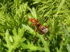 Compsocryptus calipterus