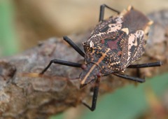 Polycarmes punctatissimus