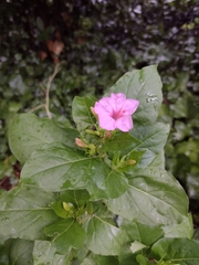 Mirabilis jalapa
