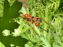 Compsocryptus calipterus