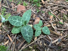 Goodyera schlechtendaliana