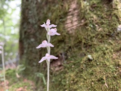 Goodyera schlechtendaliana