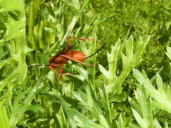 Compsocryptus calipterus