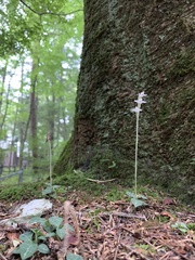 Goodyera schlechtendaliana