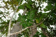 Lepidocupania glomeriflora