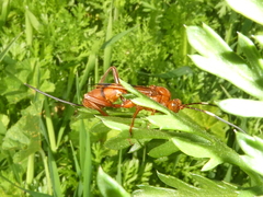 Compsocryptus calipterus