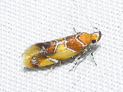 Epicallima argenticinctella