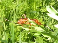 Compsocryptus calipterus