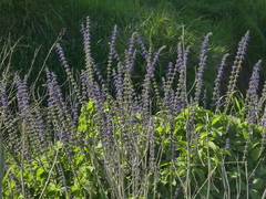 Sairocarpus nuttallianus