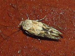 Mompha murtfeldtella