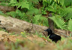Corvus moneduloides