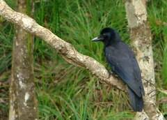 Corvus moneduloides