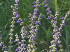 Sairocarpus nuttallianus