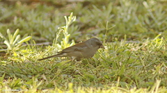 Junco hyemalis dorsalis