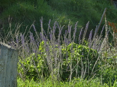 Sairocarpus nuttallianus