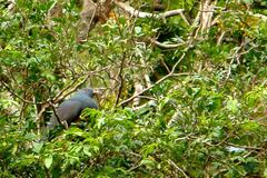Ducula goliath