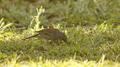 Junco hyemalis dorsalis