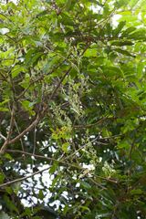 Agatea