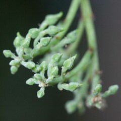 Agatea