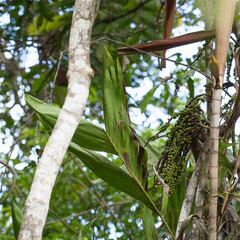 Basselinia eriostachys