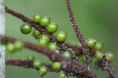 Basselinia eriostachys