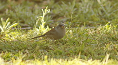 Junco hyemalis dorsalis
