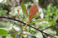 Metrosideros laurifolia