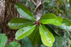 Metrosideros laurifolia