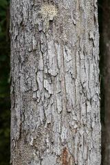 Canarium oleiferum