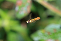 Sphaerophoria macrogaster