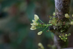 Oxera subverticillata