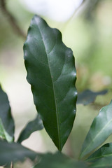 Oxera subverticillata