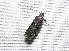 Chionodes formosella