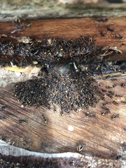 Dolichoderus extensispinus