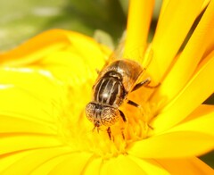 Eristalinus sepulchralis