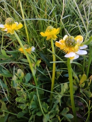 Ranunculus peduncularis