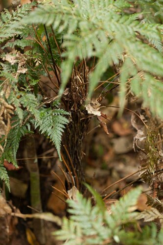 Orthiopteris firma observed 2009-10-26
