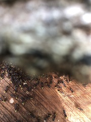 Dolichoderus extensispinus