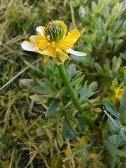 Ranunculus peduncularis