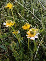 Ranunculus peduncularis
